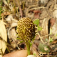 Acmella oleracea (L.) R.K.Jansen